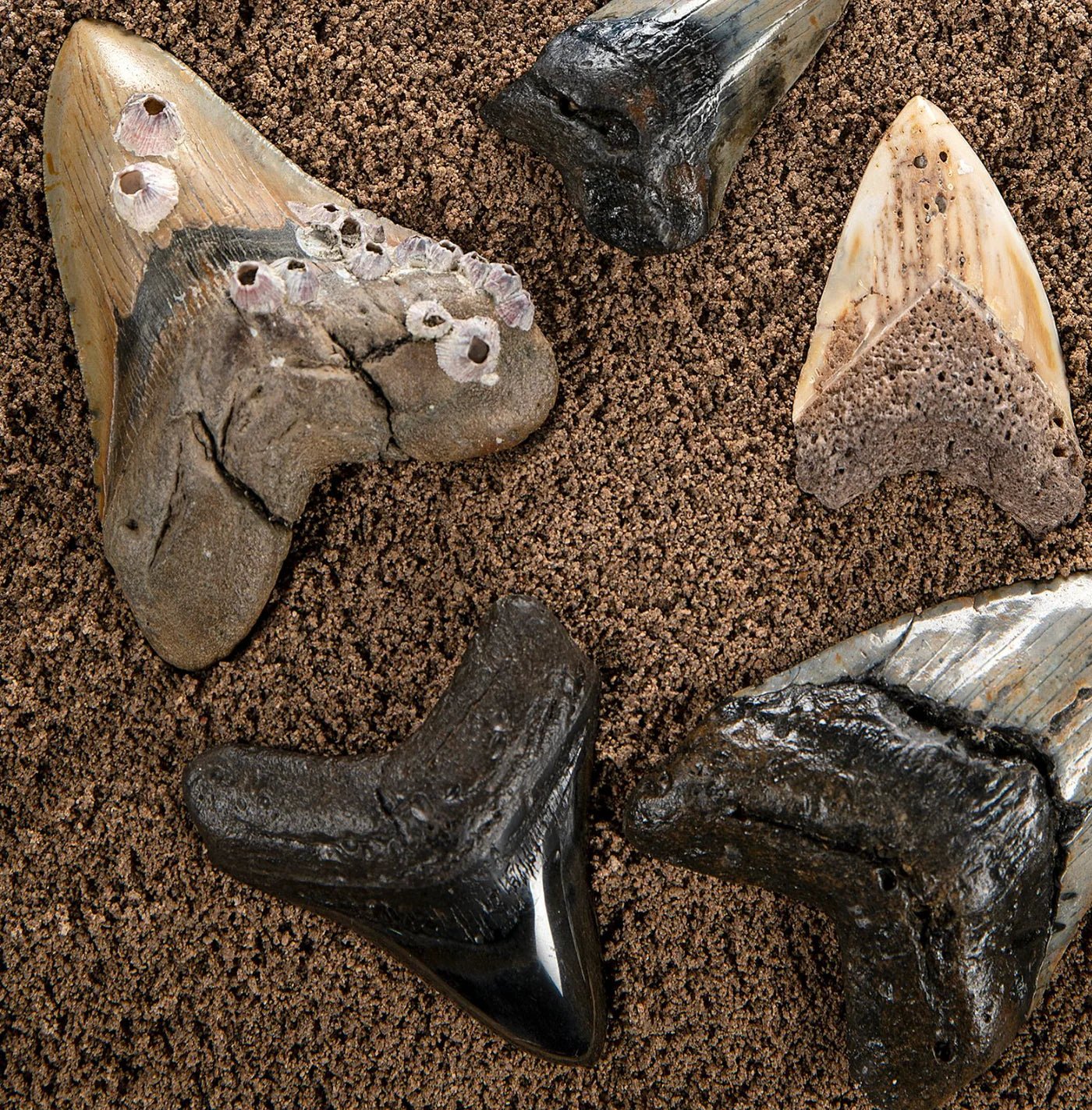 Megalodon Shark Teeth - Xformerz