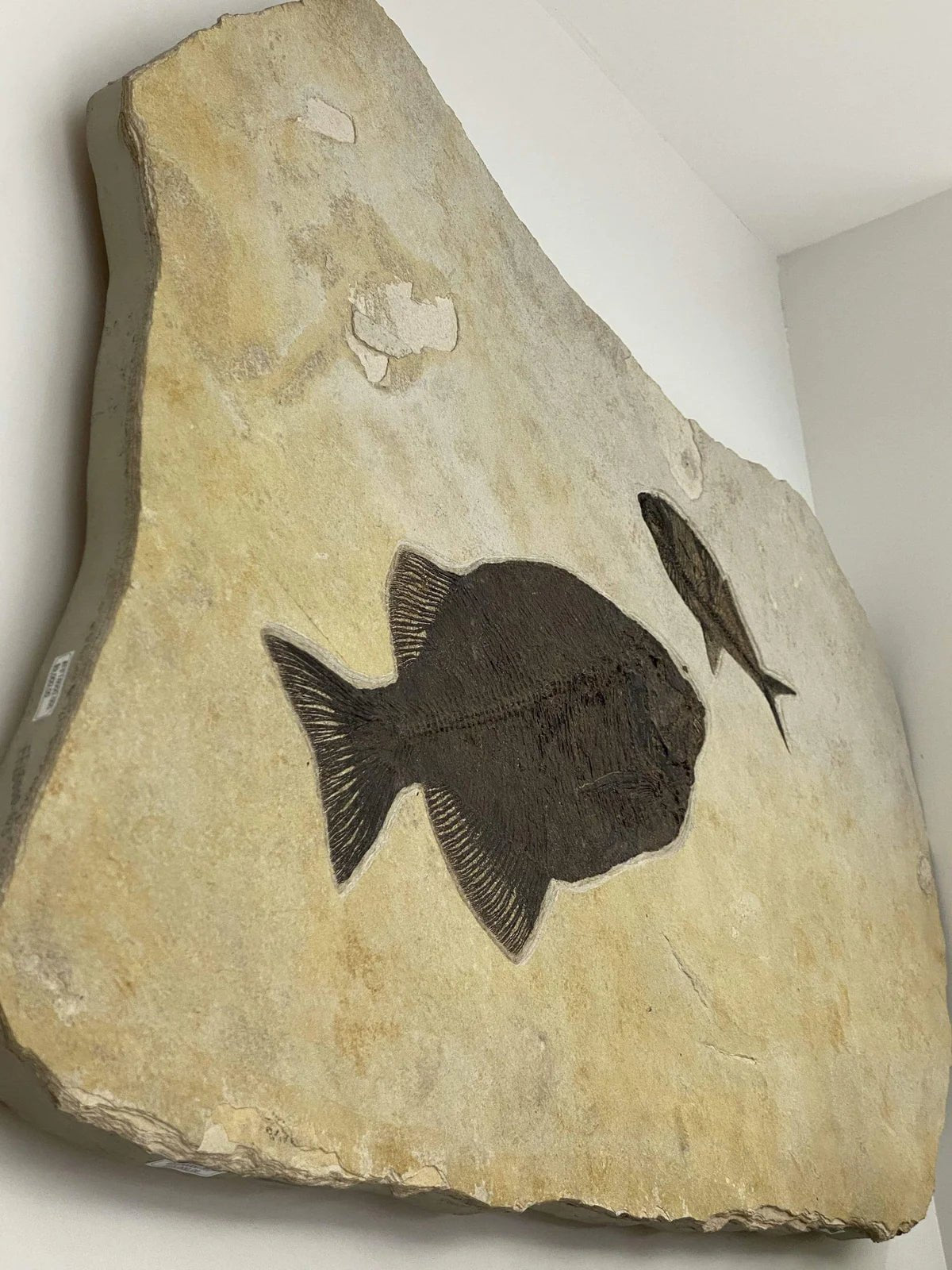 FF30000.002 - Phareodus &amp; Diplomystus Dentatus Fish Fossil - Wyoming 46”x30” - Xformerz