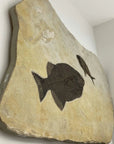 FF30000.002 - Phareodus & Diplomystus Dentatus Fish Fossil - Wyoming 46”x30” - Xformerz