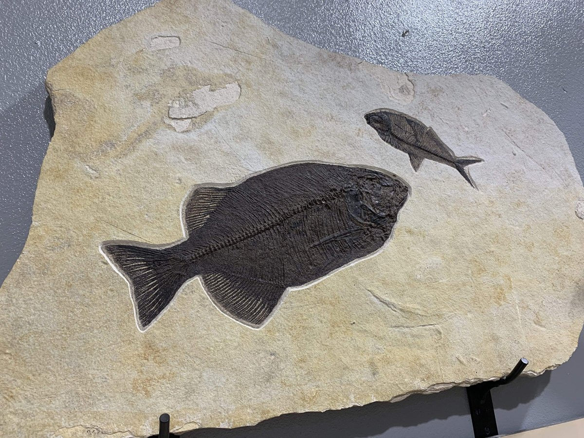 FF30000.002 - Phareodus &amp; Diplomystus Dentatus Fish Fossil - Wyoming 46”x30” - Xformerz