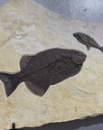 FF30000.002 - Phareodus & Diplomystus Dentatus Fish Fossil - Wyoming 46”x30” - Xformerz