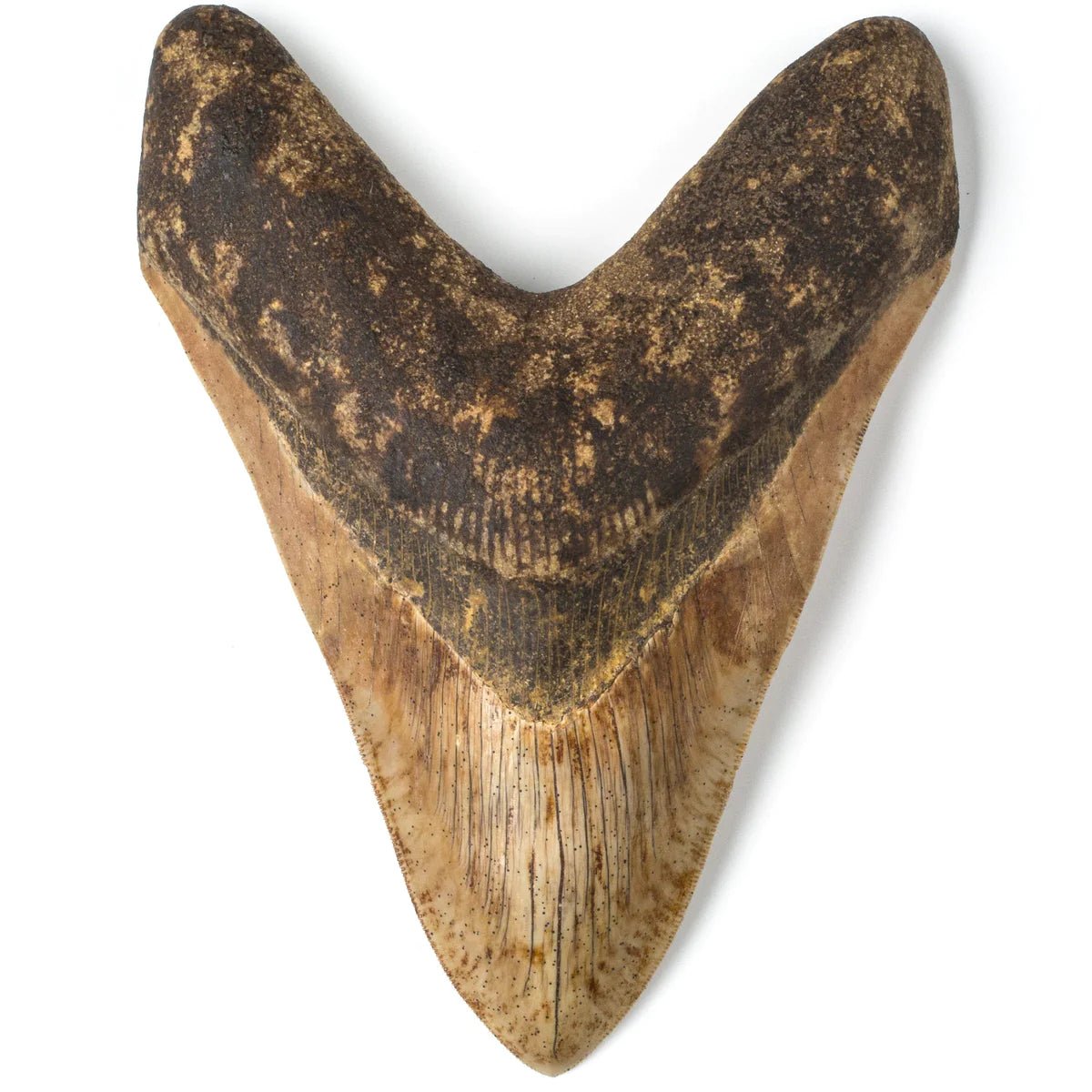 Megalodon Tooth from Indonesia - 7.5&quot; - Xformerz