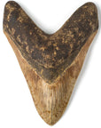 Megalodon Tooth from Indonesia - 7.5" - Xformerz