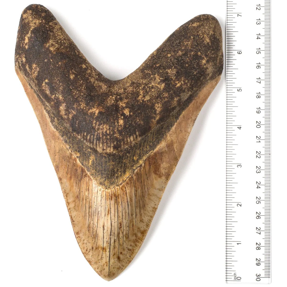 Megalodon Tooth from Indonesia - 7.5&quot; - Xformerz