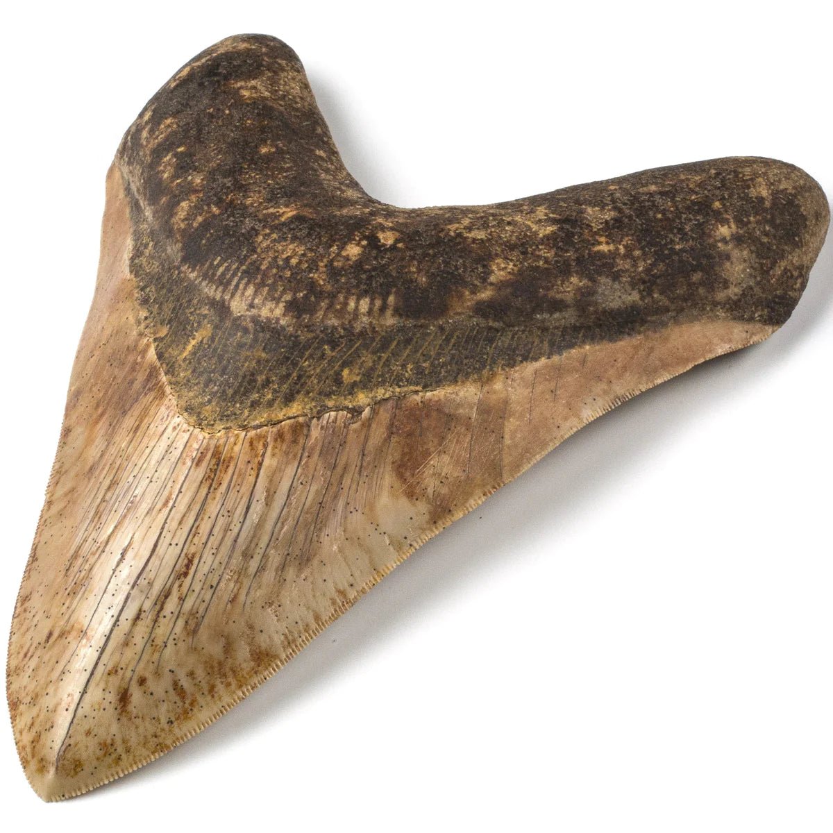 Megalodon Tooth from Indonesia - 7.5&quot; - Xformerz