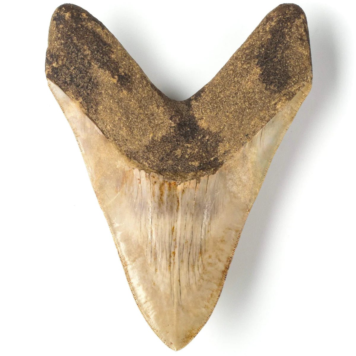 Megalodon Tooth from Indonesia - 7.5" - Xformerz