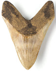 Megalodon Tooth from Indonesia - 7.5" - Xformerz