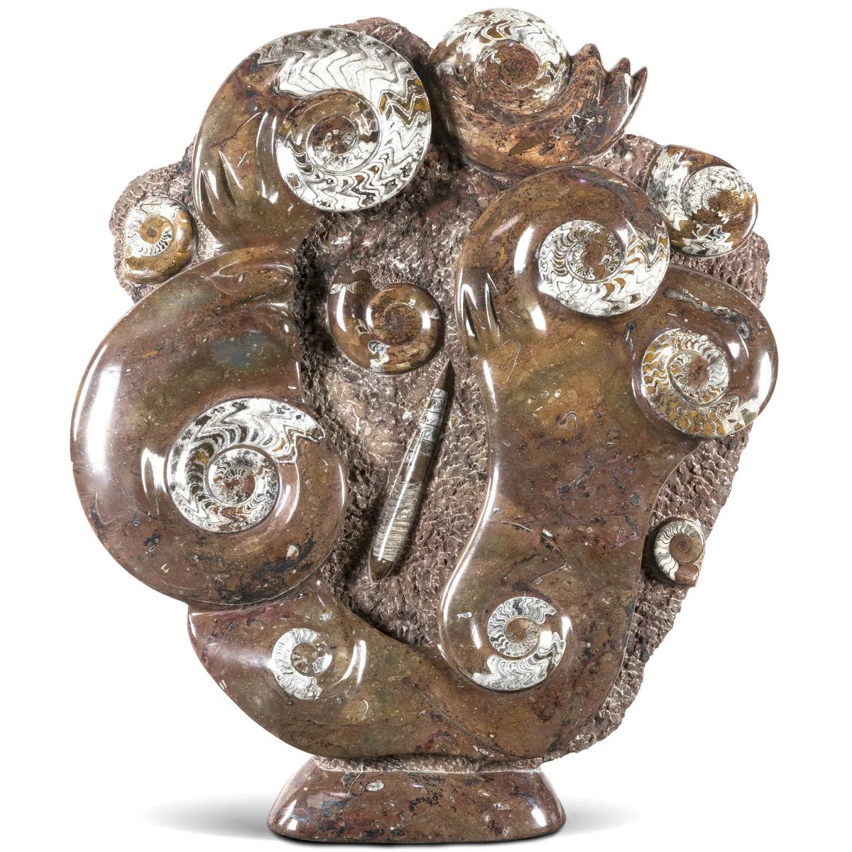 Moroccan Ammonite &amp; Orthoceras Fossil - 47 in - Xformerz