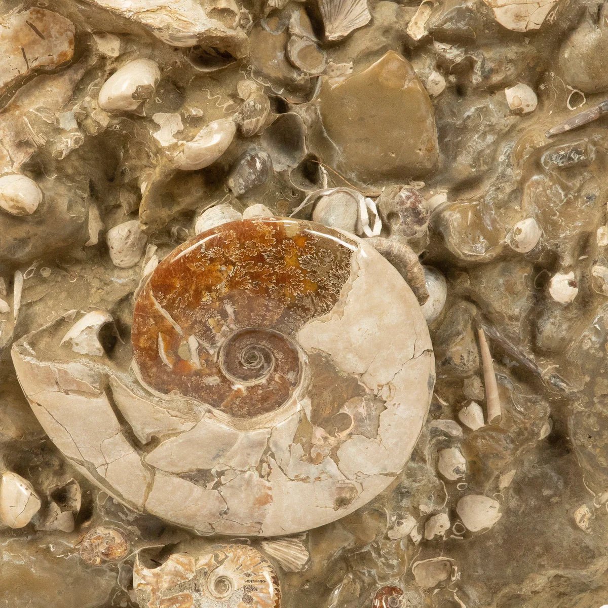 Natural Ammonite Colony in Matrix from Madagascar - 31 167 lbs - Xformerz