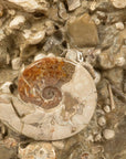 Natural Ammonite Colony in Matrix from Madagascar - 31 167 lbs - Xformerz