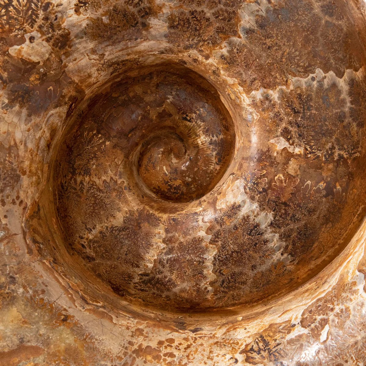 Natural Ammonite from Madagascar - 26 136 lbs - Xformerz