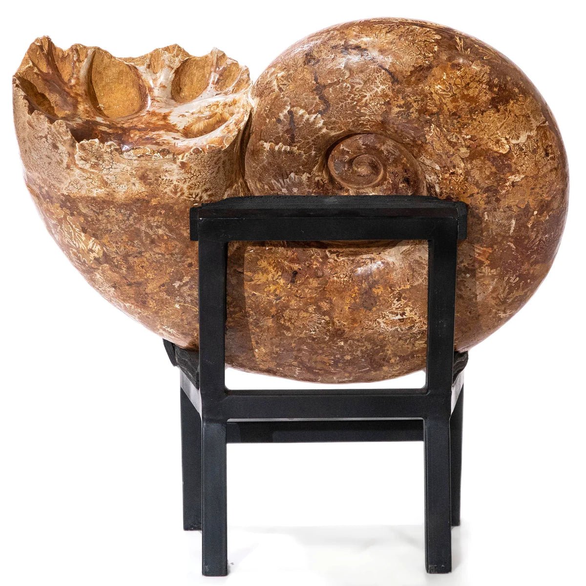 Natural Ammonite from Madagascar - 26 136 lbs - Xformerz