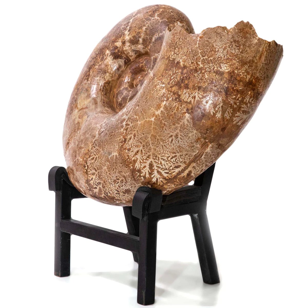 Natural Ammonite from Madagascar - 26 136 lbs - Xformerz