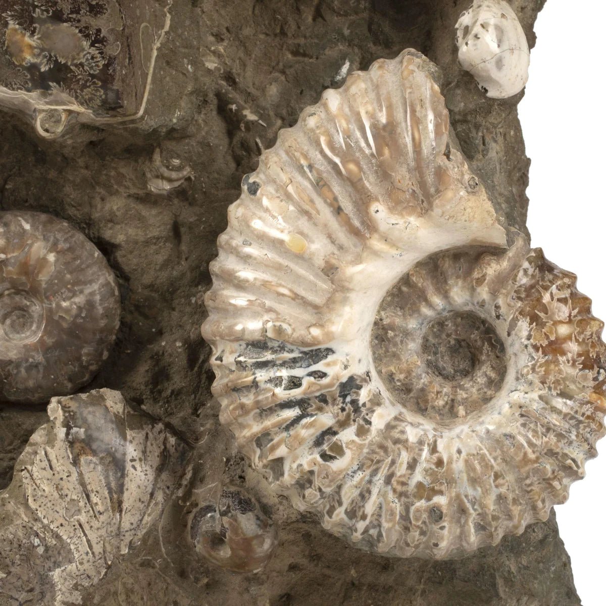 Natural Ammonite Grouping from Madagascar - 27” 189 lb - Xformerz