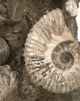 Natural Ammonite Grouping from Madagascar - 27” 189 lb - Xformerz