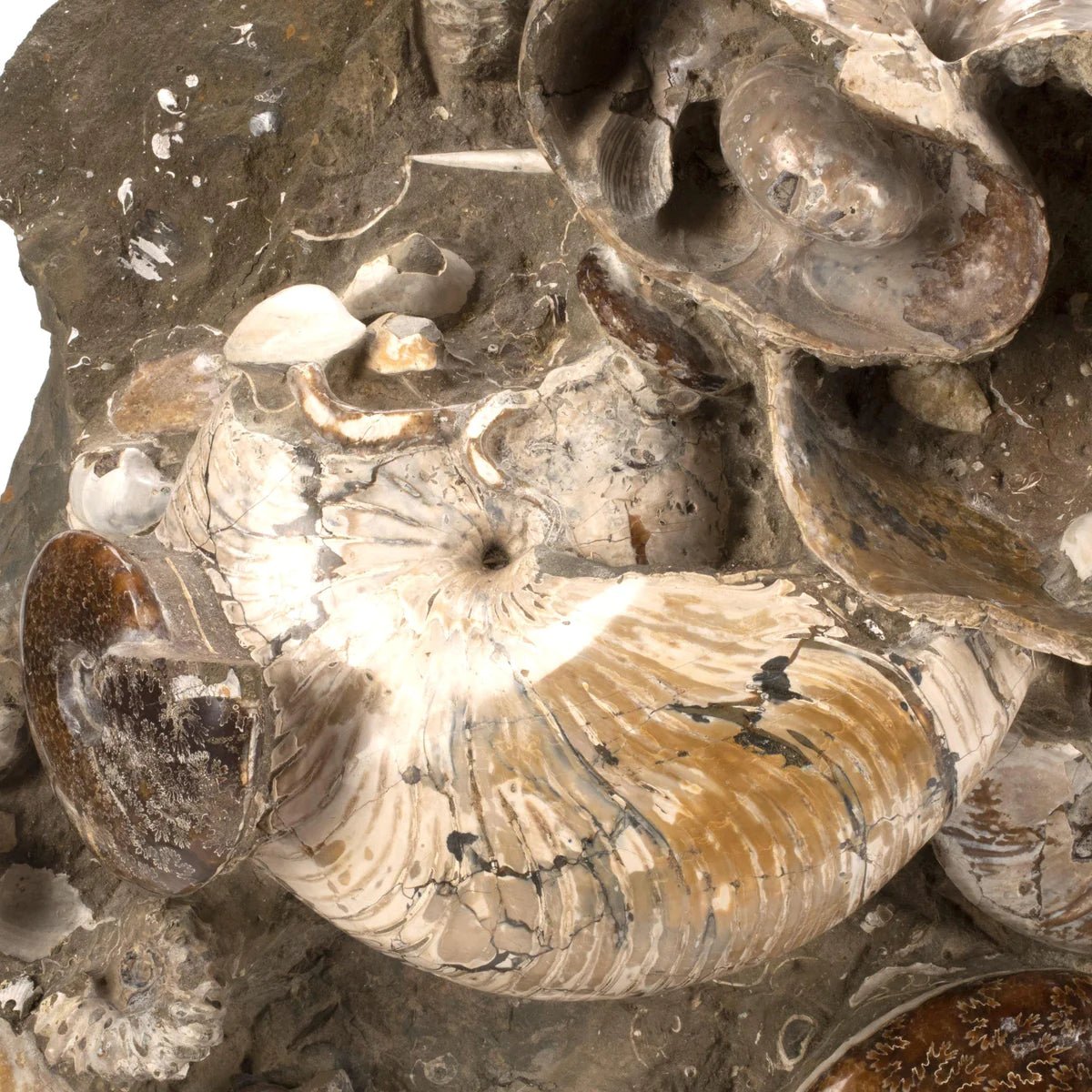 Natural Ammonite Grouping from Madagascar - 27” 189 lb - Xformerz