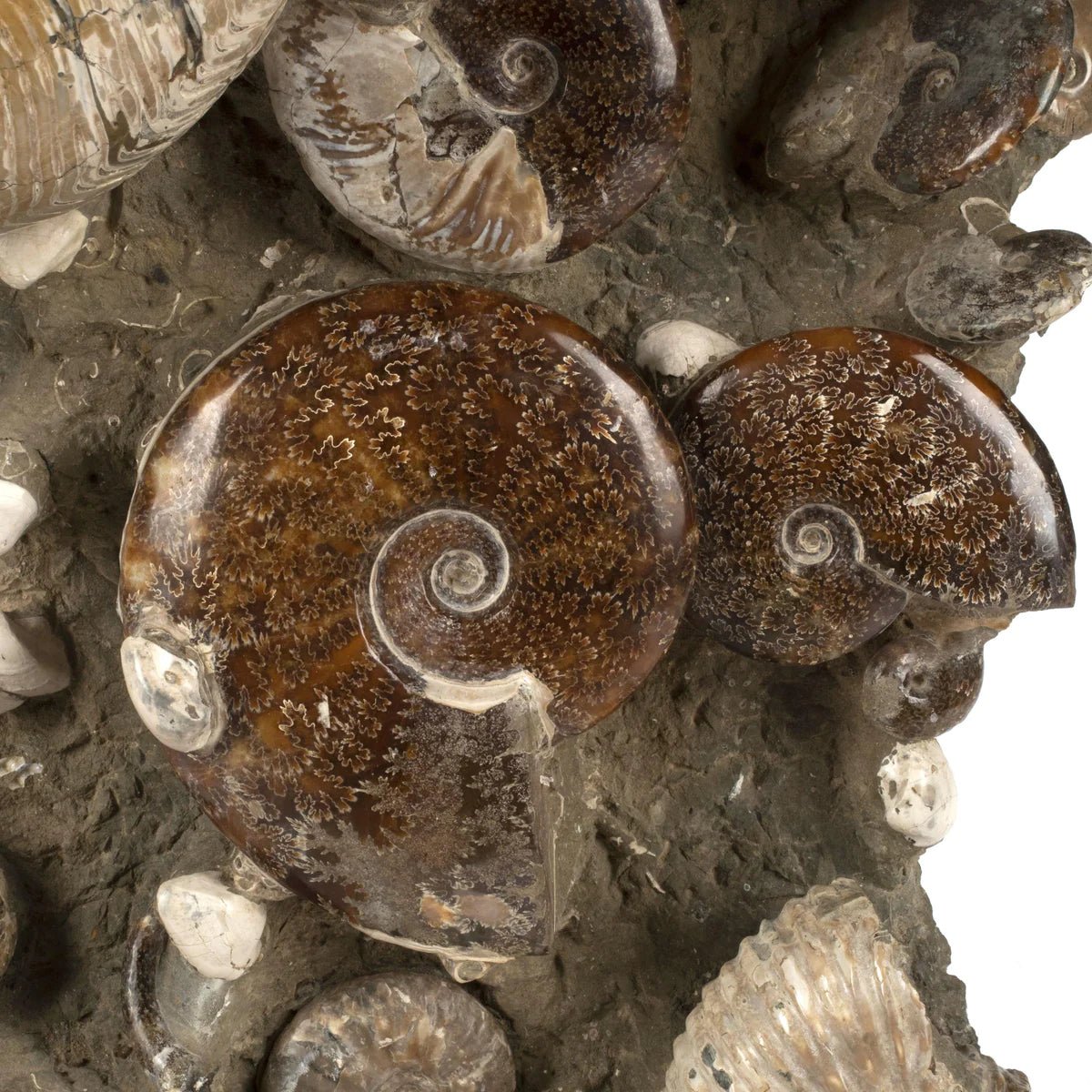 Natural Ammonite Grouping from Madagascar - 27” 189 lb - Xformerz