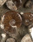 Natural Ammonite Grouping from Madagascar - 27” 189 lb - Xformerz