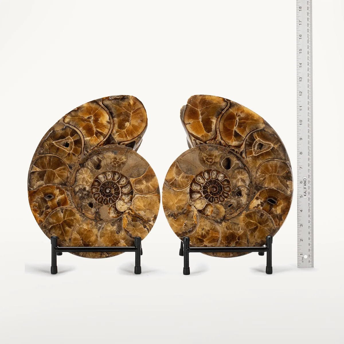 Natural Ammonite Pair from Madagascar - 11.5 in. 25 lb - Xformerz