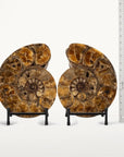 Natural Ammonite Pair from Madagascar - 11.5 in. 25 lb - Xformerz