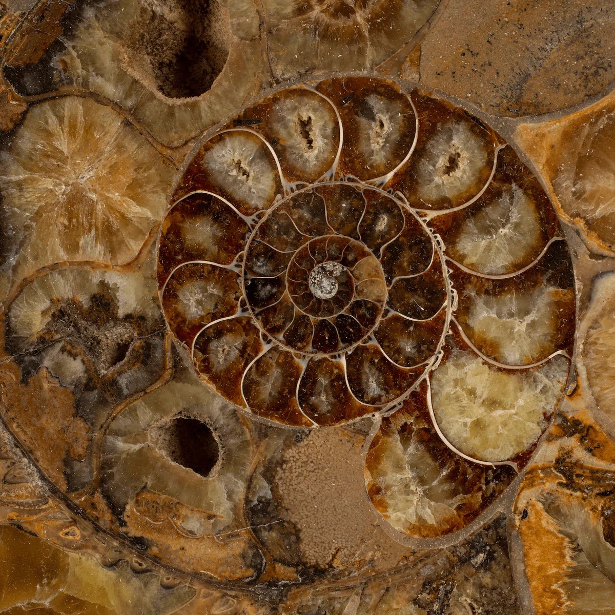 Natural Ammonite Pair from Madagascar - 11.5 in. 25 lb - Xformerz