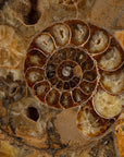 Natural Ammonite Pair from Madagascar - 11.5 in. 25 lb - Xformerz