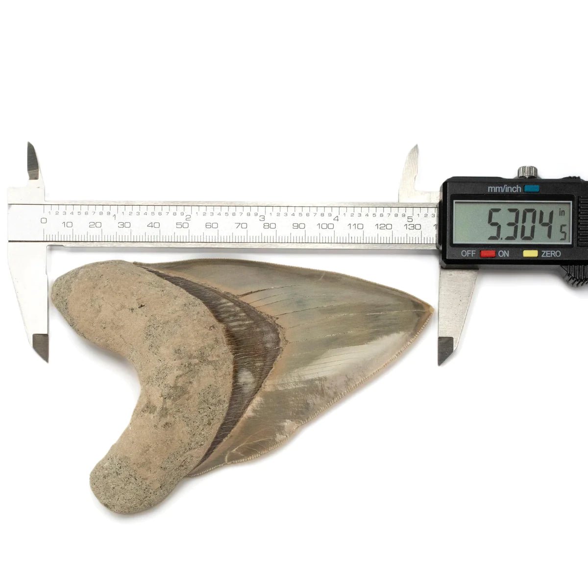 Natural Megalodon Tooth from Indonesia - 5.3&quot; - Xformerz