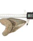 Natural Megalodon Tooth from Indonesia - 5.3" - Xformerz