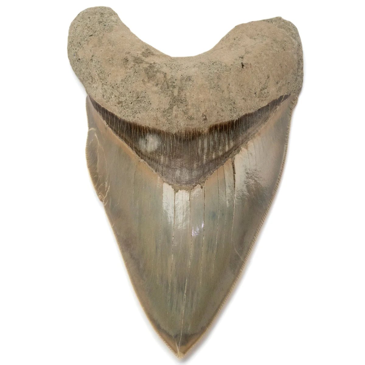 Natural Megalodon Tooth from Indonesia - 5.3" - Xformerz