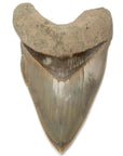 Natural Megalodon Tooth from Indonesia - 5.3" - Xformerz