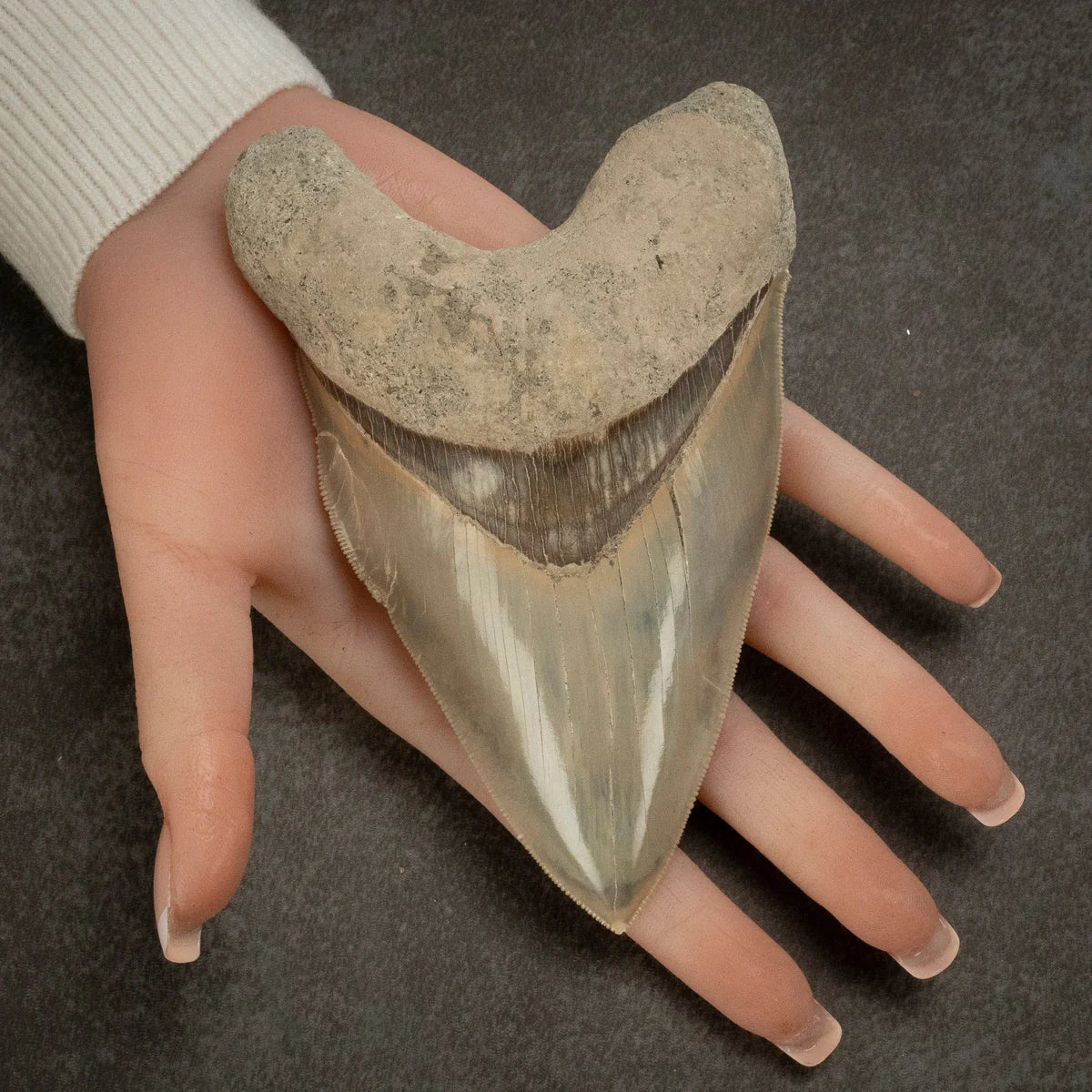 Natural Megalodon Tooth from Indonesia - 5.3&quot; - Xformerz