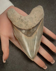 Natural Megalodon Tooth from Indonesia - 5.3" - Xformerz