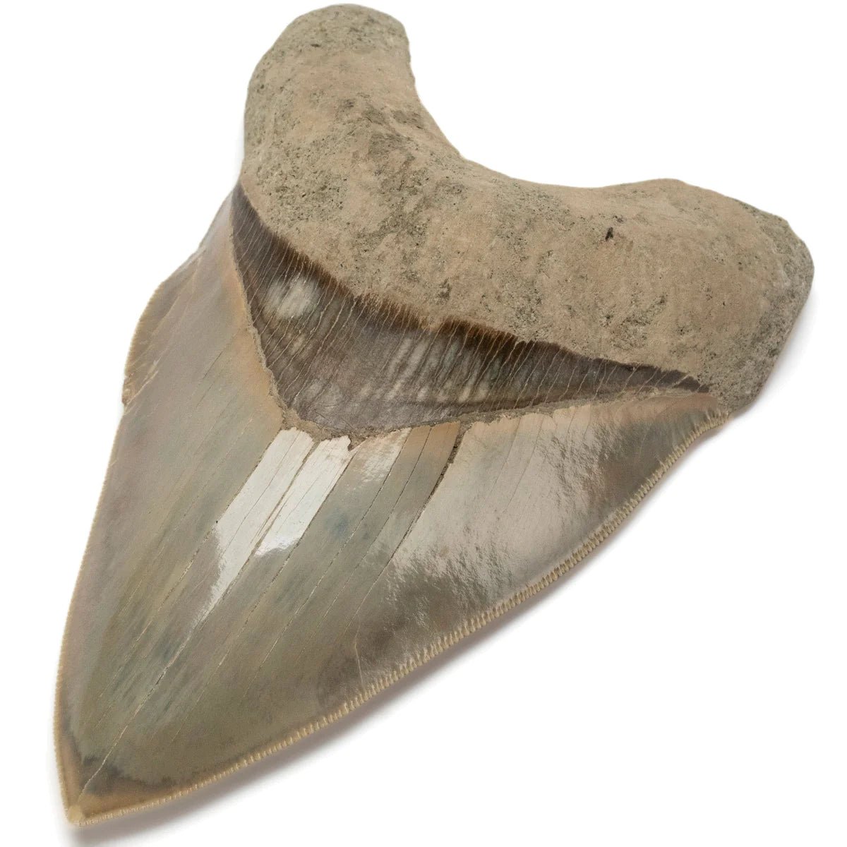 Natural Megalodon Tooth from Indonesia - 5.3" - Xformerz