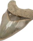 Natural Megalodon Tooth from Indonesia - 5.3" - Xformerz