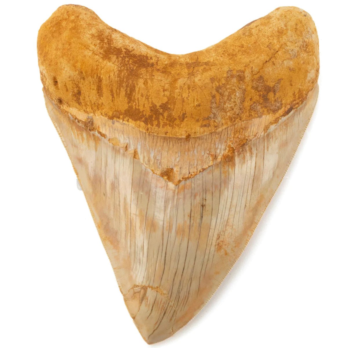 Natural Megalodon Tooth from Indonesia - 6" - Xformerz