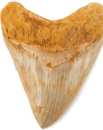 Natural Megalodon Tooth from Indonesia - 6" - Xformerz