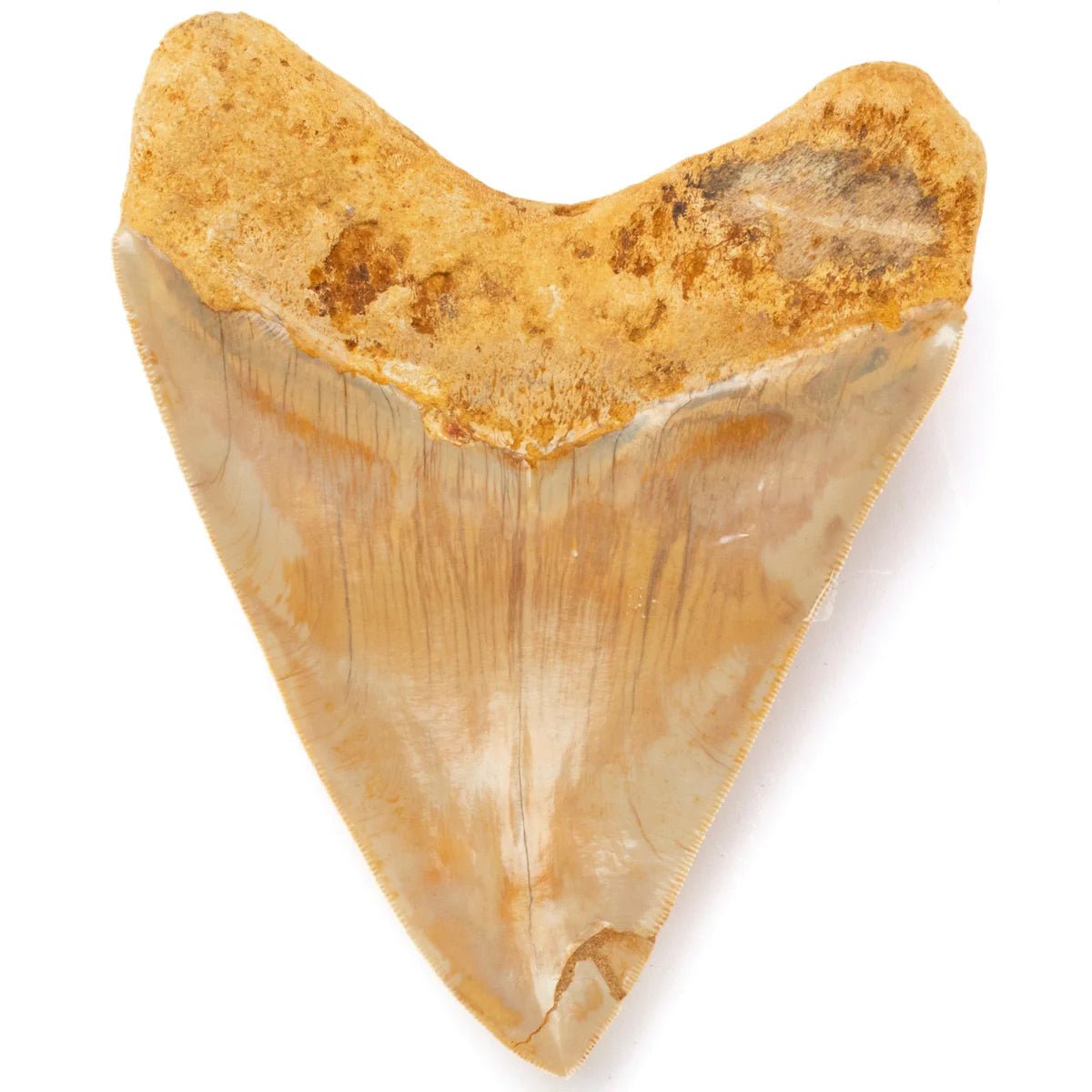 Natural Megalodon Tooth from Indonesia - 6" - Xformerz