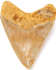 Natural Megalodon Tooth from Indonesia - 6" - Xformerz