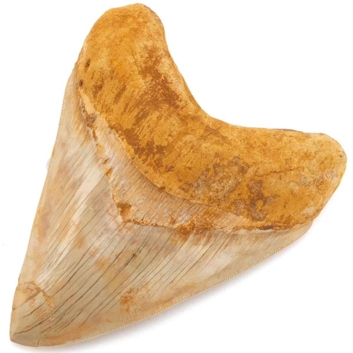 Natural Megalodon Tooth from Indonesia - 6&quot; - Xformerz