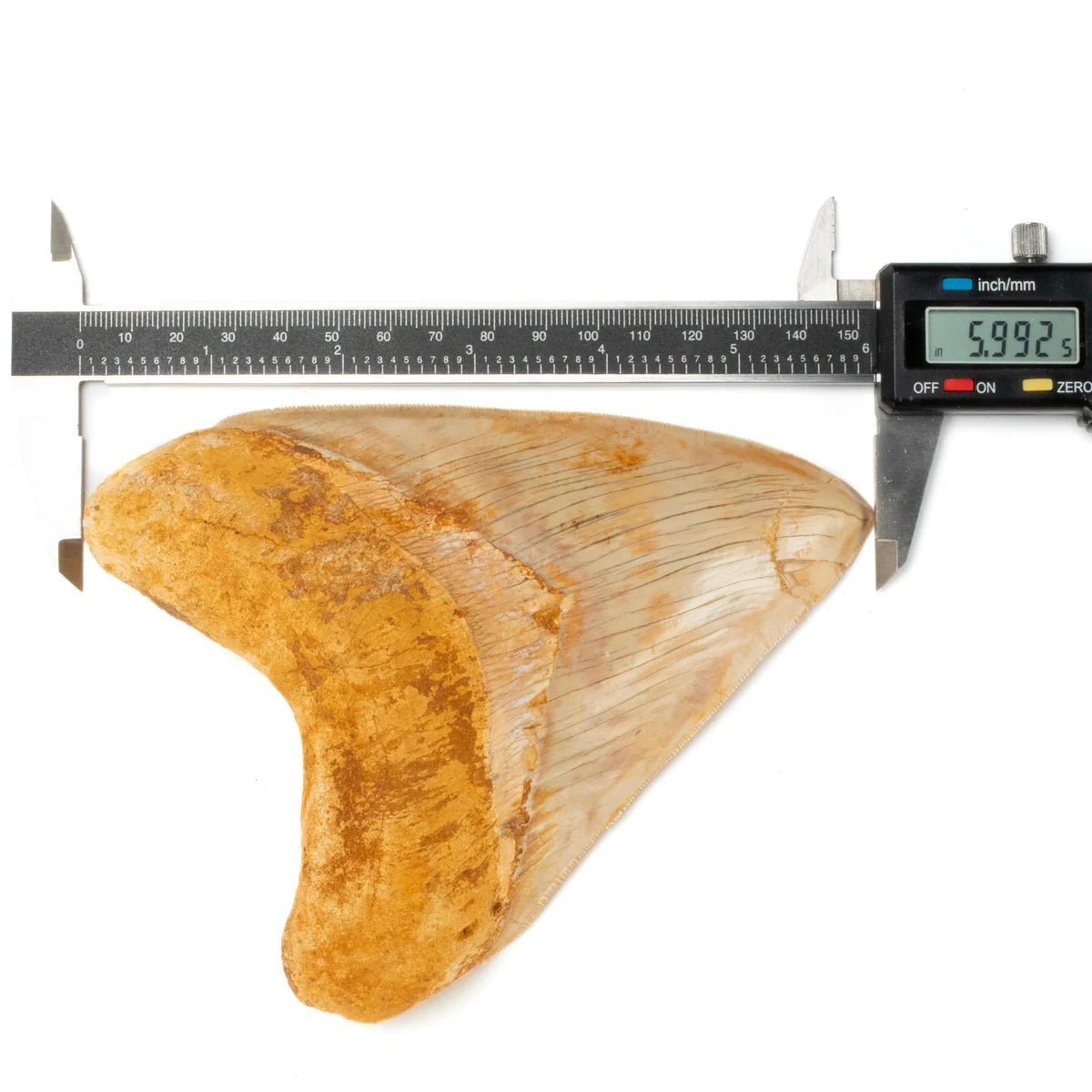 Natural Megalodon Tooth from Indonesia - 6" - Xformerz