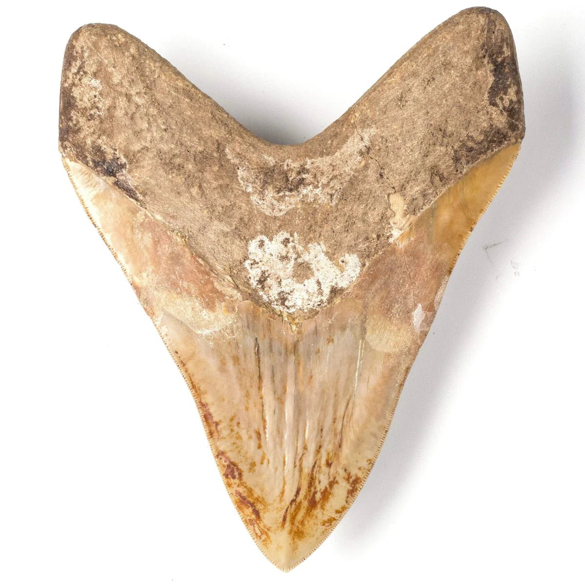 Natural Megalodon Tooth from Indonesia - 6.25 - Xformerz