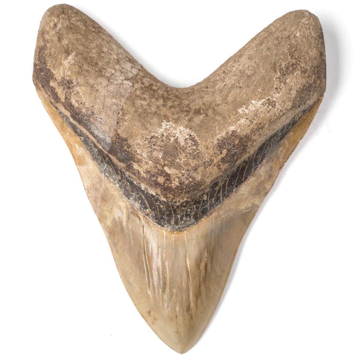 Natural Megalodon Tooth from Indonesia - 6.25 - Xformerz