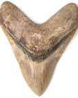 Natural Megalodon Tooth from Indonesia - 6.25 - Xformerz