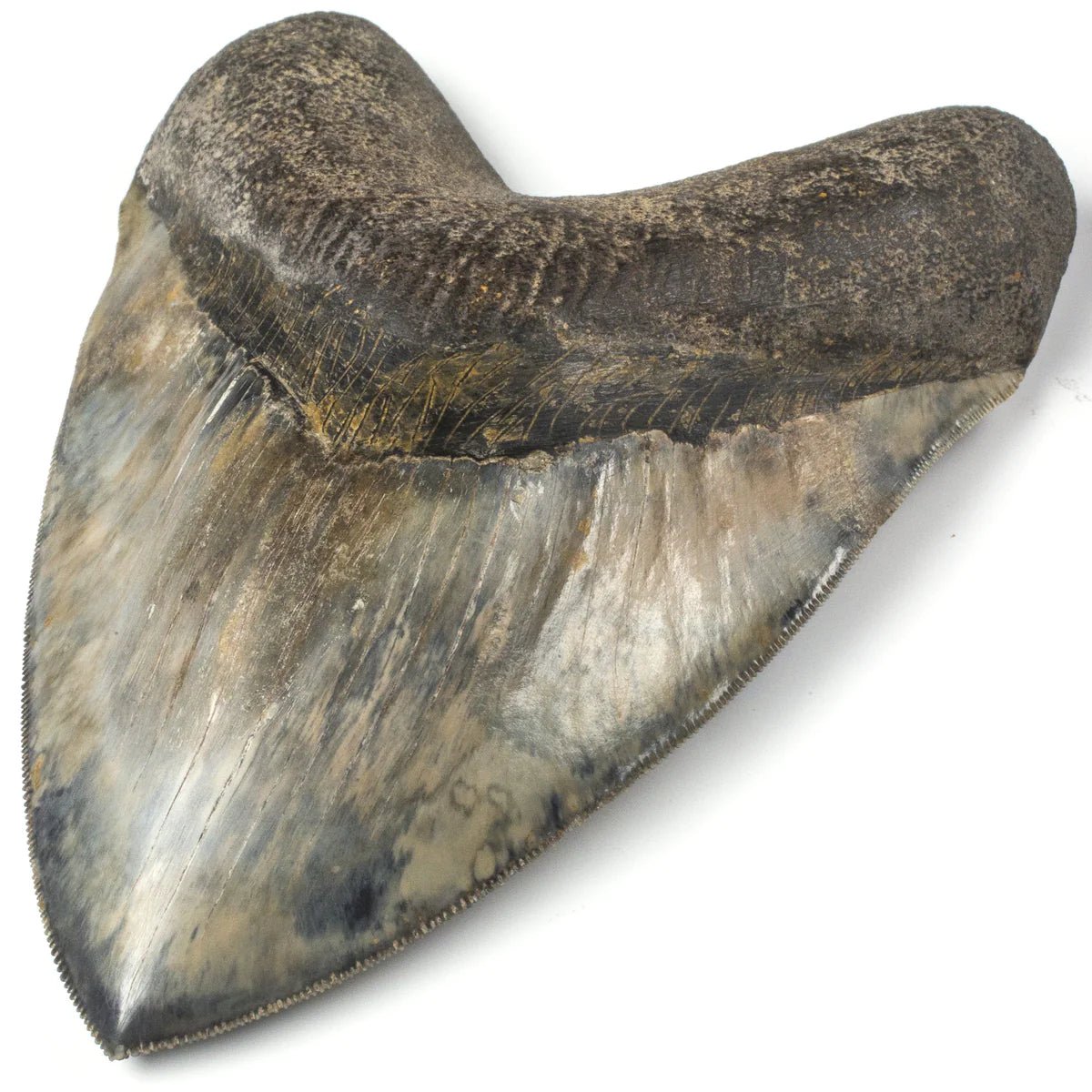 Natural Megalodon Tooth from Indonesia - 6.25" - Xformerz