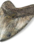 Natural Megalodon Tooth from Indonesia - 6.25" - Xformerz