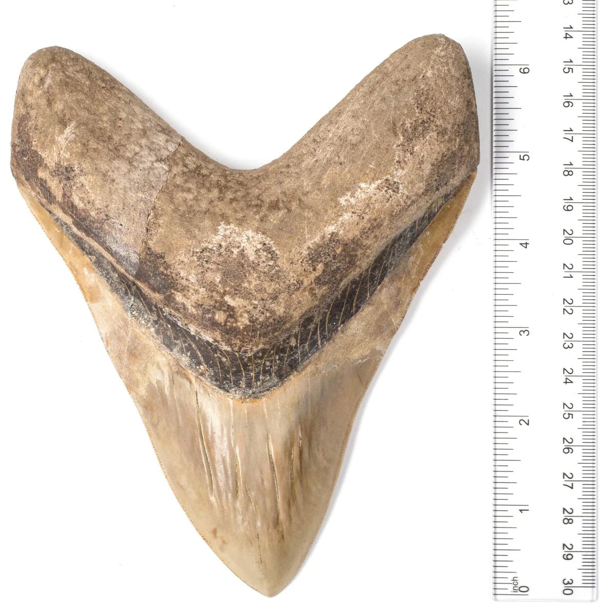 Natural Megalodon Tooth from Indonesia - 6.25 - Xformerz