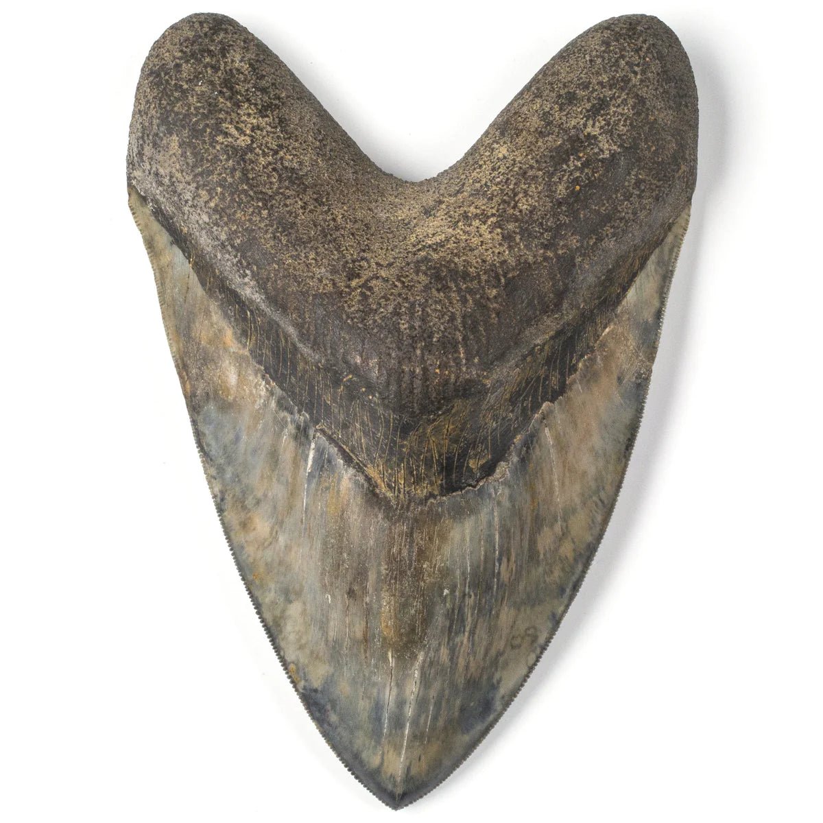 Natural Megalodon Tooth from Indonesia - 6.25&quot; - Xformerz