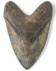 Natural Megalodon Tooth from Indonesia - 6.25" - Xformerz