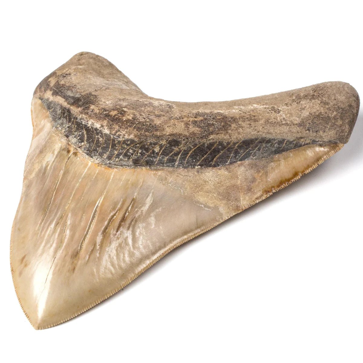 Natural Megalodon Tooth from Indonesia - 6.25 - Xformerz