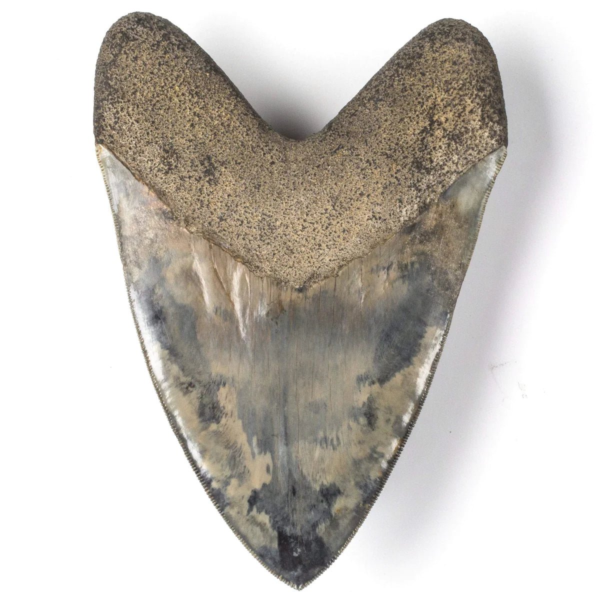 Natural Megalodon Tooth from Indonesia - 6.25" - Xformerz